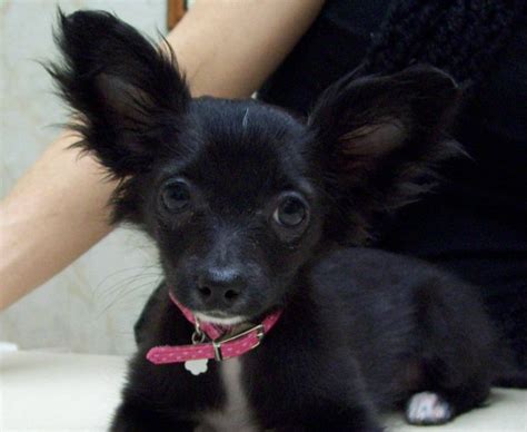 Chihuahua With Big Ears Olathe Animal Hospital In Olathe Ks Flickr