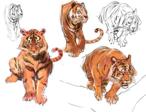 Tiger Studies By Medders On Deviantart
