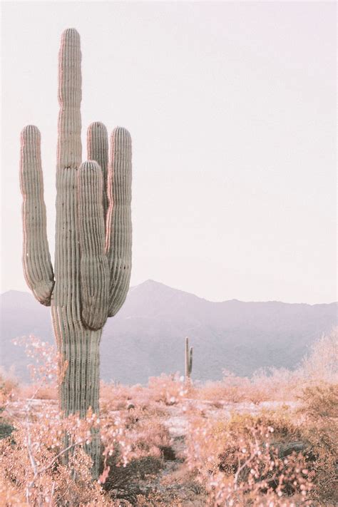 Saguaro Cactus Wall Art Blush Pink Cactus Art Desert Print Arizona