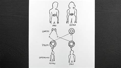 Diagram Of Sex Determination In Human Beings How To Draw Sex