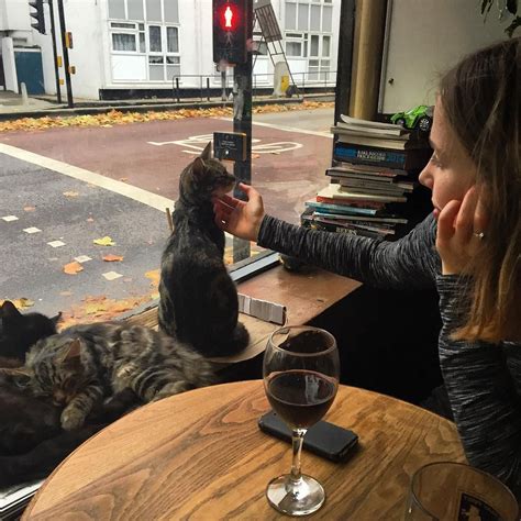 Cat Cafe Bristol Uk Ide Spesial