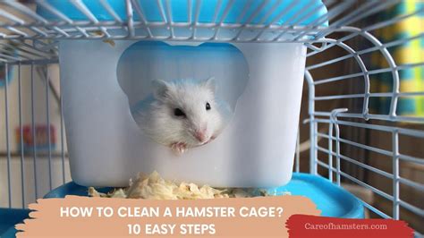 How To Clean A Hamster Cage In 10 Easy Steps Guide For Begginers