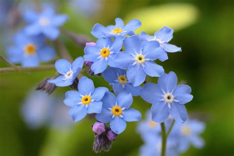 Five Petal Flower Names Best Flower Site