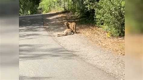 Mountain Lion Sightings On The Rise In The Peninsula Nbc Bay Area