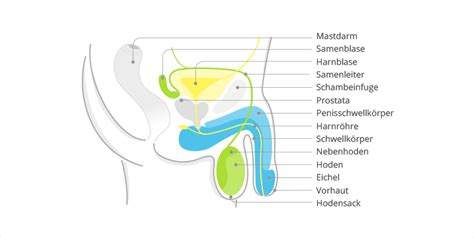 Ghiandola prostatica di dimensioni normali mm. Männliche Geschlechtsorgane | innere & äußere Anatomie ...