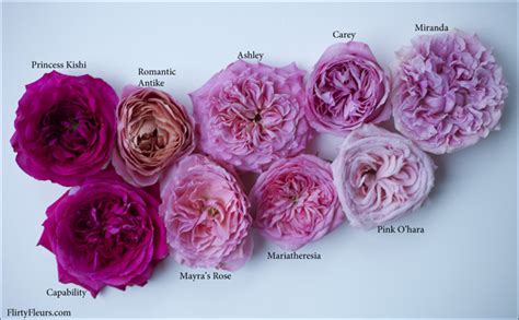 Pink Garden Rose Study With Alexandra Farms Flirty Fleurs The Florist