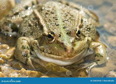 Portrait Of Aga Frogs Royalty Free Stock Photography Cartoondealer