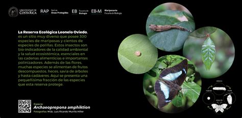Exhibición Fotográfica Mariposas de la Reserva Ecológica Leonelo