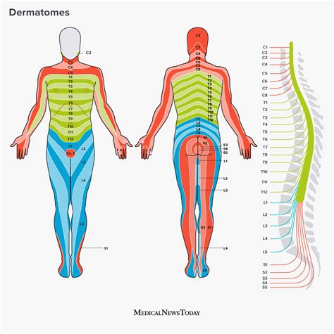 Lumbar Dermatome Map