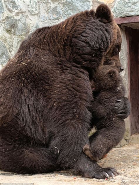 Discipline Mummy Bear Style Cub Given Roar Of Disapproval Before