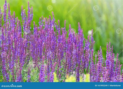 Purple Flowers On Meadow And Flowering Stock Image Image Of