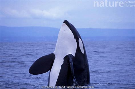Stock Photo Of Transient Killer Whale Orcinus Orca Spy Hopping