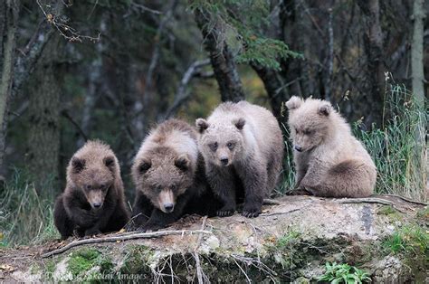 4 Grizzly Bear Cubs Katmai National Park Alaska Brown Bear Bear