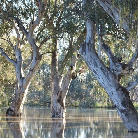 River Red Gum Eucalyptus Camaldulensis Treeproject