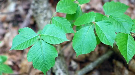 How To Get Rid Of Poison Ivy Plants Plant Instructions