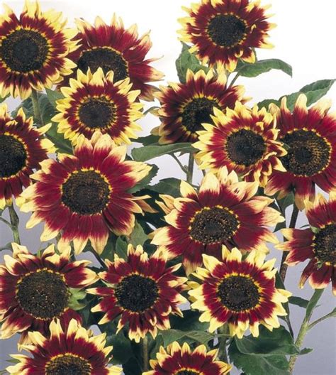 Florenza Sunflower John Scheepers Kitchen Garden Seeds