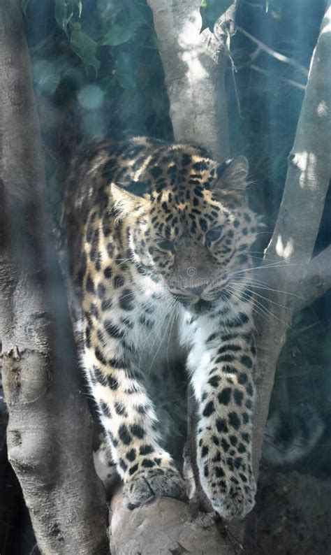 Stunning Spotted Leopard Stalking Its Prey On A Log Stock Image Image