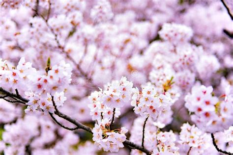 Pink Sakura Branches In Spring Tokyo Japan Stock Image Image Of