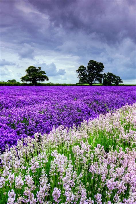 Beautiful The World Of Lavender Flowers Iphone X 876543gs