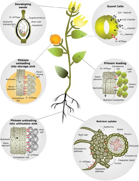Active Transport In Plants