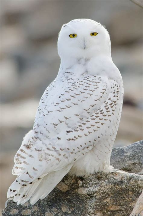 Snowy Owl The White Bird Pets Planet