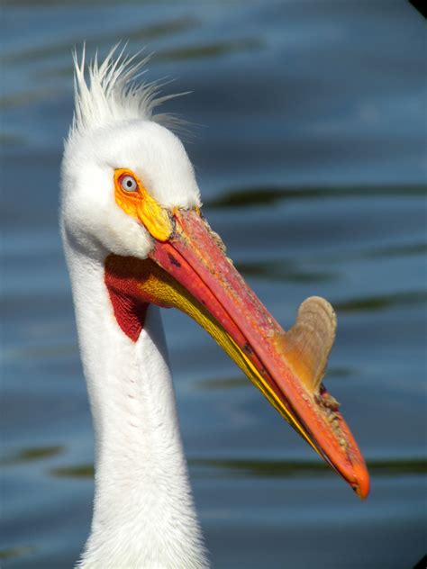 American White Pelican Breeding Close Up Shows The Rich Flickr