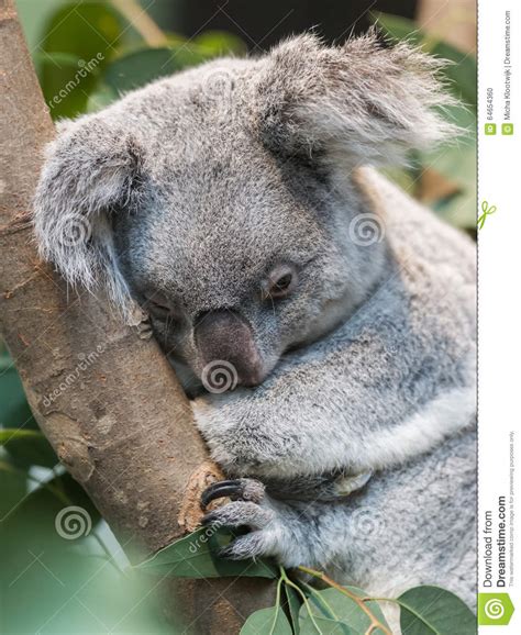 Close Up Of A Koala Bear Stock Photo Image Of Native 64654360