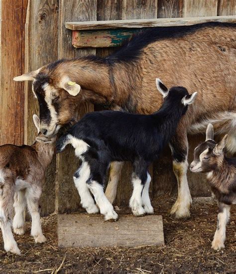 Choosing The Best Breed Of Dairy Goat For Your Homestead House
