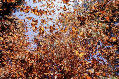 Monarch Butterfly Wintering In Oyamel Pine Forests Mexico Photograph