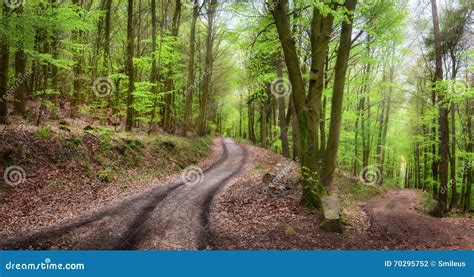 Tranquil Forest Scenery Stock Photo Image Of Foliage 70295752