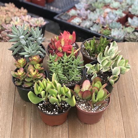 Assorted Crassula Jade Plants Collection 4 Inch For Sale