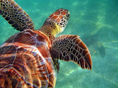 Beautiful Colors Sea Turtle Pictures Freshwater Turtles Underwater