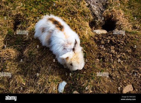 Rabbit Digging A Hole Stock Photo Alamy