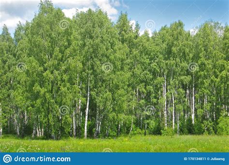 Trees And Meadow On A Sunny Day Birch Forest Green Summer Background