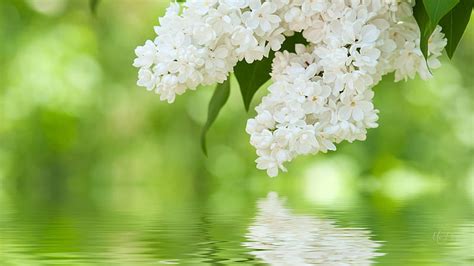 White Lilacs Reflected Pond Green Fragrant Flowers Nature Spring