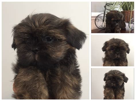 (myrtle beach and surrounding areas ). Shih Tzu Puppies For Sale | Myrtle Beach, SC #235348