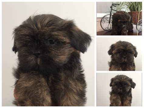Help keep this page updated: Shih Tzu Puppies For Sale | Myrtle Beach, SC #235348