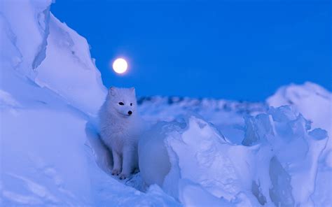 Download Arctic Fox At Night Wallpaper