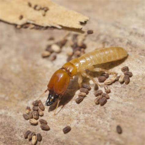 What Do Small Termites Look Like Termites Info