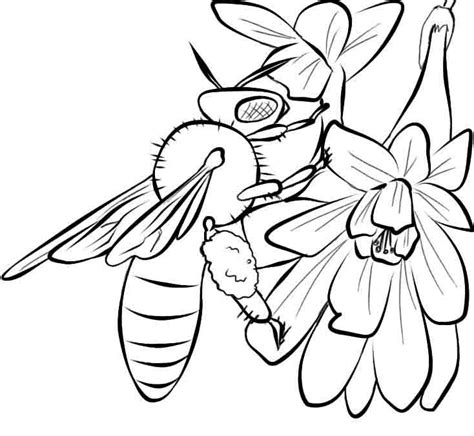 Coloring Pages Of Honey Bees - Coloring Home