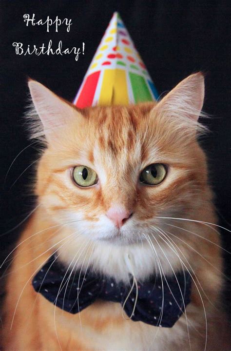 Happy Birthday To The Cat Pictures 50 Greeting Cards For Free