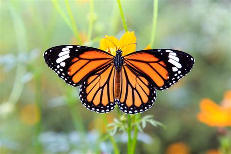 Young Monarch Butterflies Are Stressed By Human Handling