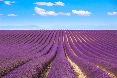 The Dreamiest Lavender Farms Around The World Readers Digest