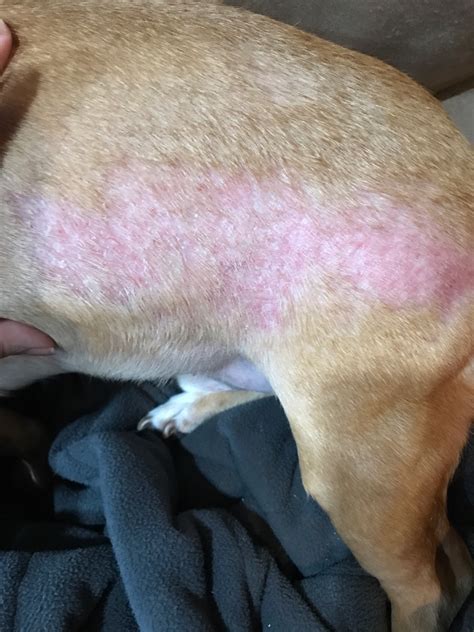 My Dog Has A Rash On His Hind Quarters And Little Red Spots On His