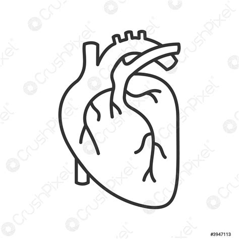 Human Heart Anatomy Linear Icon Stock Vector Crushpixel