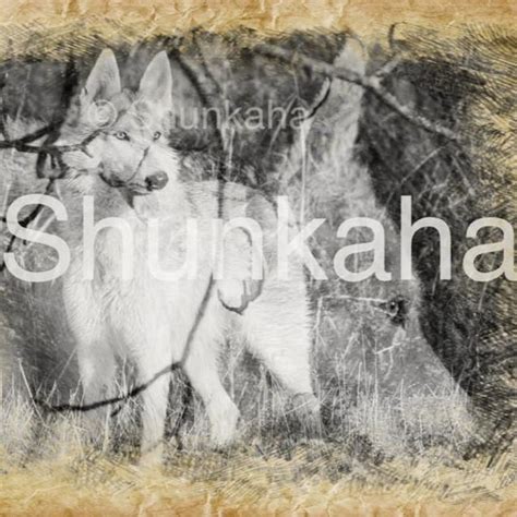 pin on shunkaha meaning wolf in lakota