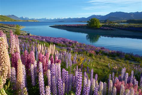 Other facilities offered at the property include a shared lounge, a tour. In New Zealand Being Epic is too Easy - travel.earth