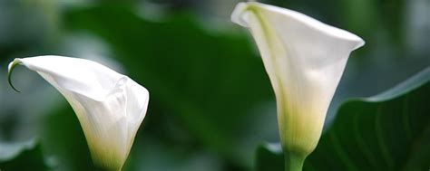 Caring for your christmas cactus. Can Calla Lily reflower after blooming - The Plant Aide