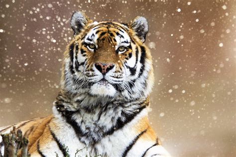 Tiger On A Snowy Day Fond Décran Hd Arrière Plan 2048x1365 Id
