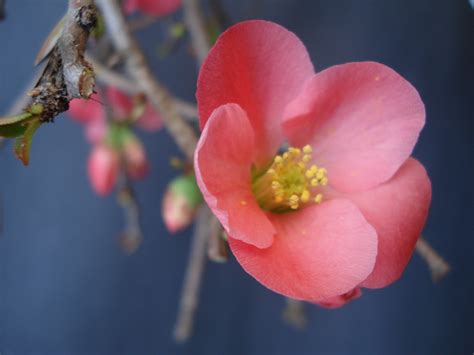 Chaenomeles × superba 'texas scarlet'. Flowering Quince